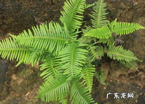 里白是蕨类植物吗