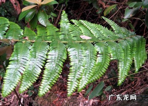 里白是蕨类植物吗