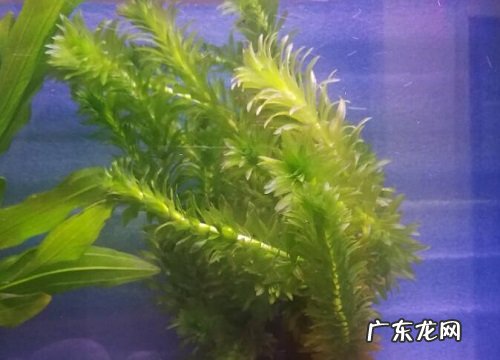 蜈蚣草是蕨类植物吗