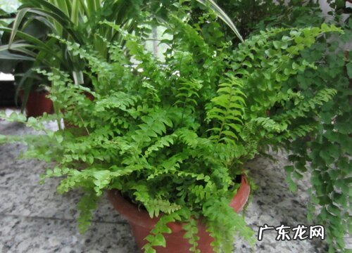 蜈蚣草是蕨类植物吗