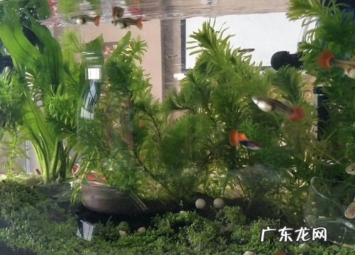 蜈蚣草是蕨类植物吗
