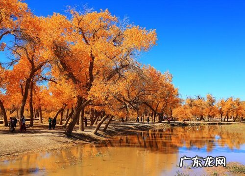 胡杨是保护植物吗