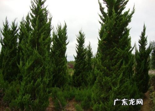 龙柏是裸子植物吗