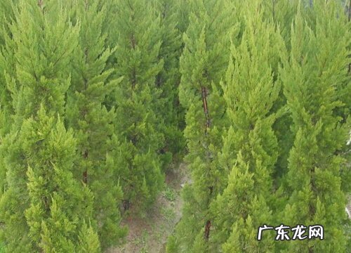 龙柏是裸子植物吗
