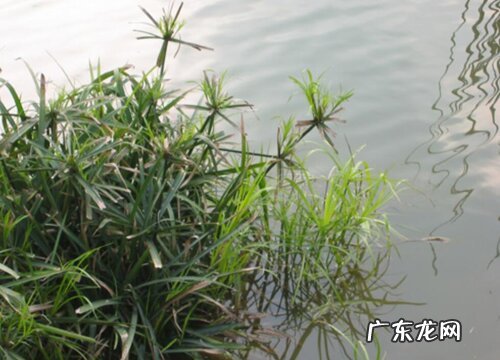 旱伞草是水生植物吗