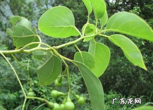 云南樟是裸子植物吗