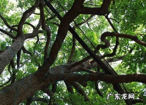 云南樟是裸子植物吗