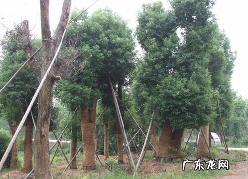 云南樟是裸子植物吗