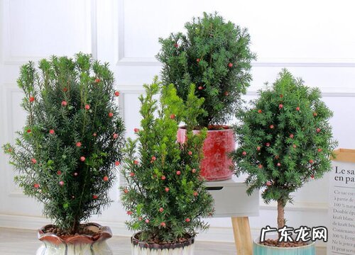 红豆杉耐多少度低温