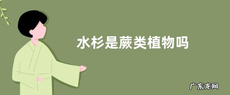 水杉是蕨类植物吗