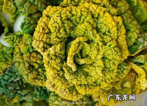 白菜耐多少度低温