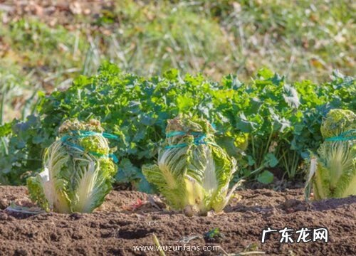 白菜耐多少度低温