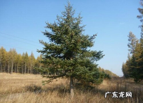 油松是被子植物吗