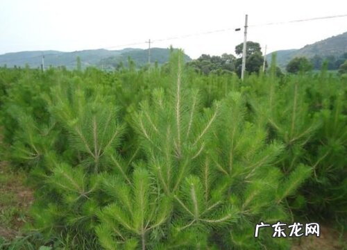 油松是被子植物吗