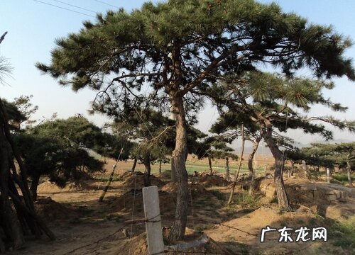 油松是被子植物吗