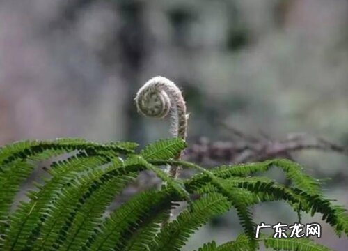 里白是被子植物吗