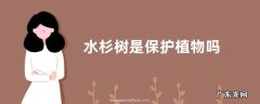水杉树是保护植物吗