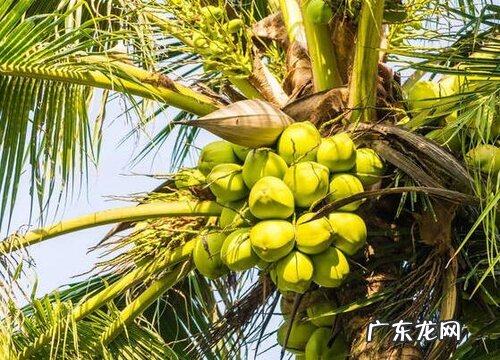 椰子是裸子植物吗