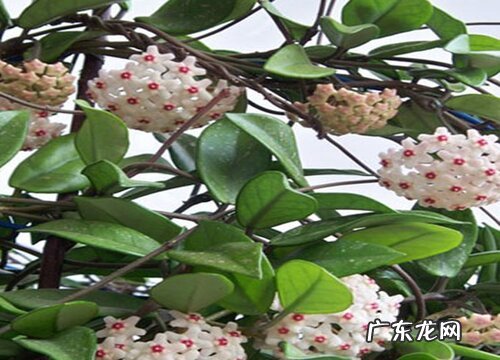 球兰耐阴吗 是耐阴植物吗