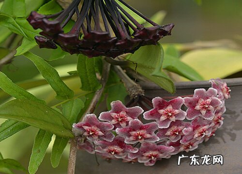 球兰耐阴吗 是耐阴植物吗