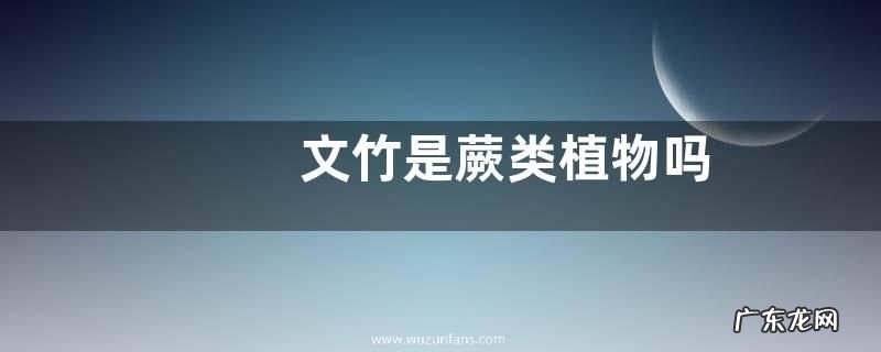 文竹是蕨类植物吗