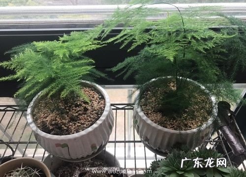 文竹是蕨类植物吗
