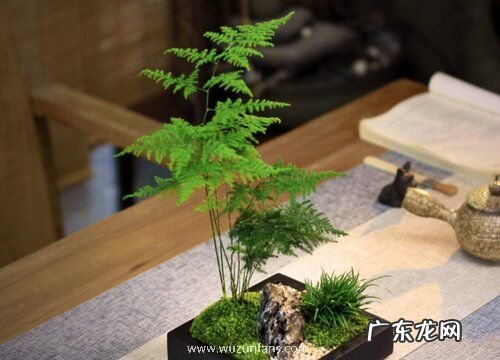 文竹是蕨类植物吗