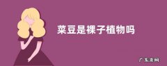菜豆是裸子植物吗