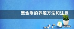 黑金刚的养殖方法和注意事项有哪些