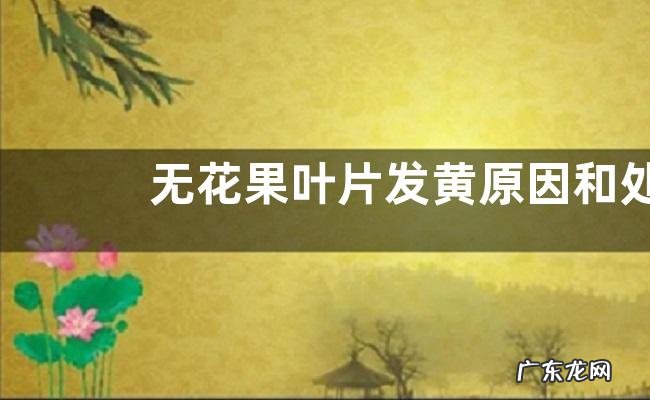 无花果叶片发黄原因和处理方法