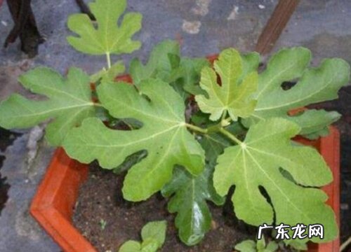 无花果叶片发黄原因和处理方法