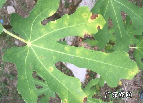 无花果叶片发黄原因和处理方法