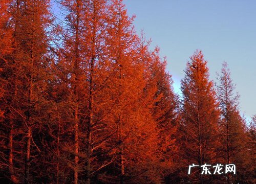 红松是保护植物吗