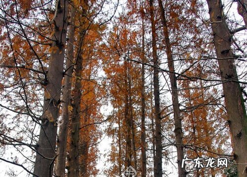 红松是保护植物吗