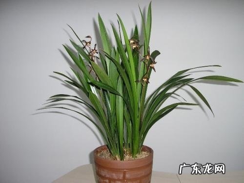 墨兰可以淋雨吗 下雨天可以放外面淋雨吗