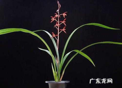 墨兰可以淋雨吗 下雨天可以放外面淋雨吗