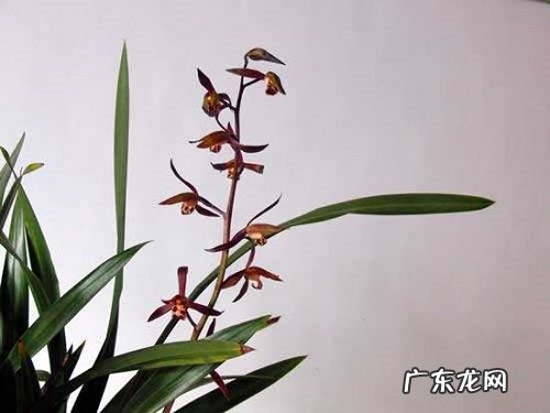 墨兰可以淋雨吗 下雨天可以放外面淋雨吗