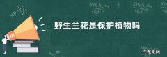 野生兰花是保护植物吗