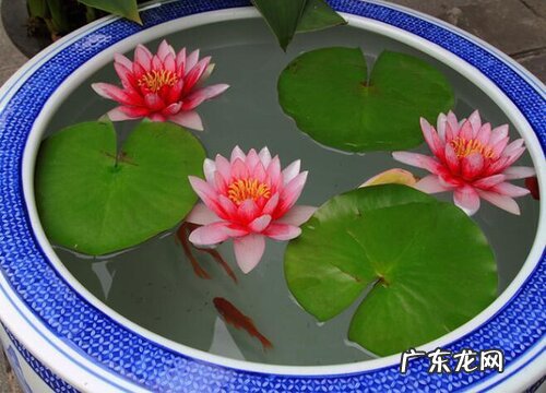 睡莲是草本植物吗