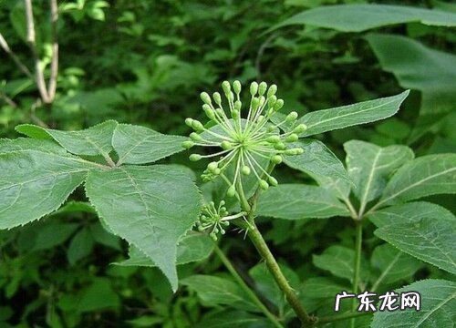 刺五加是保护植物吗