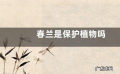 春兰是保护植物吗