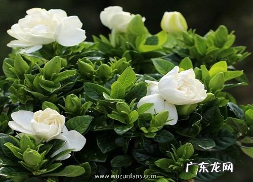 栀子花烂根怎么办