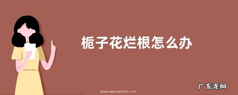 栀子花烂根怎么办