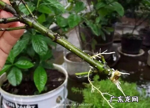 栀子花烂根怎么办