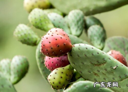 仙人掌是种子植物吗