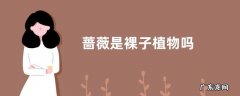 蔷薇是裸子植物吗