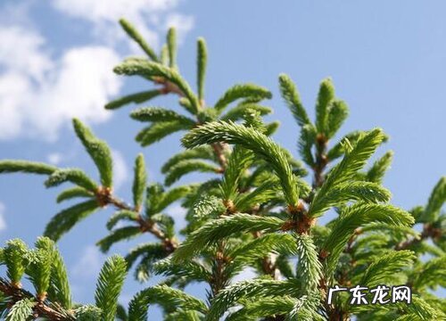 云杉是什么植物