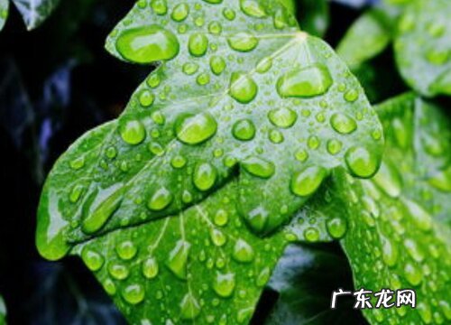 常春藤是什么植物