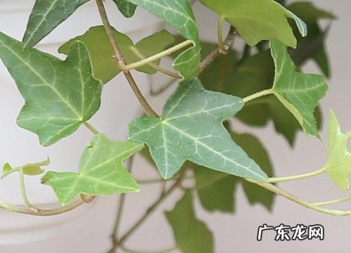常春藤是什么植物