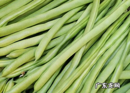 豆角是什么植物